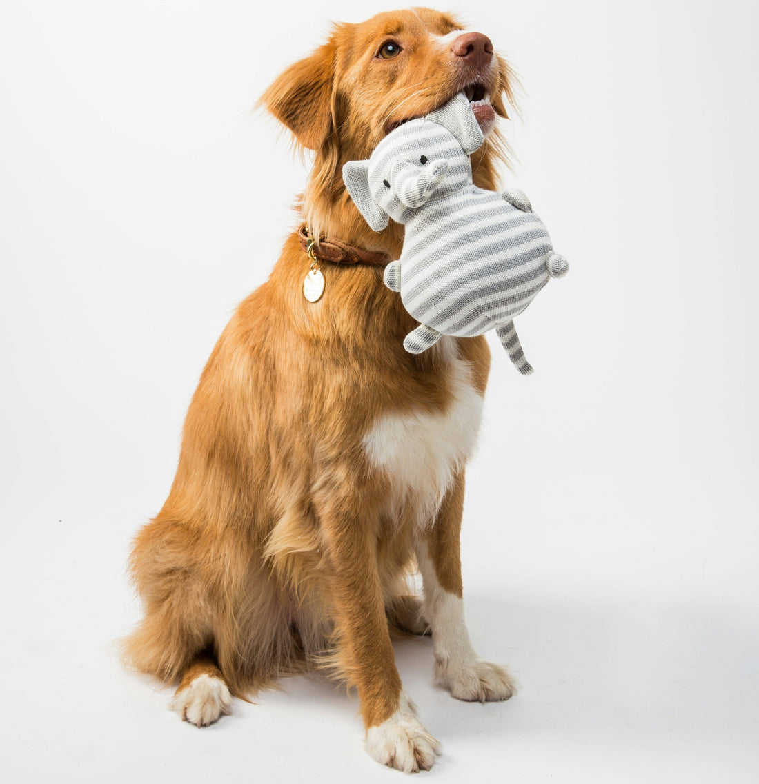 Best Toys for Dogs That Get Bored Easily