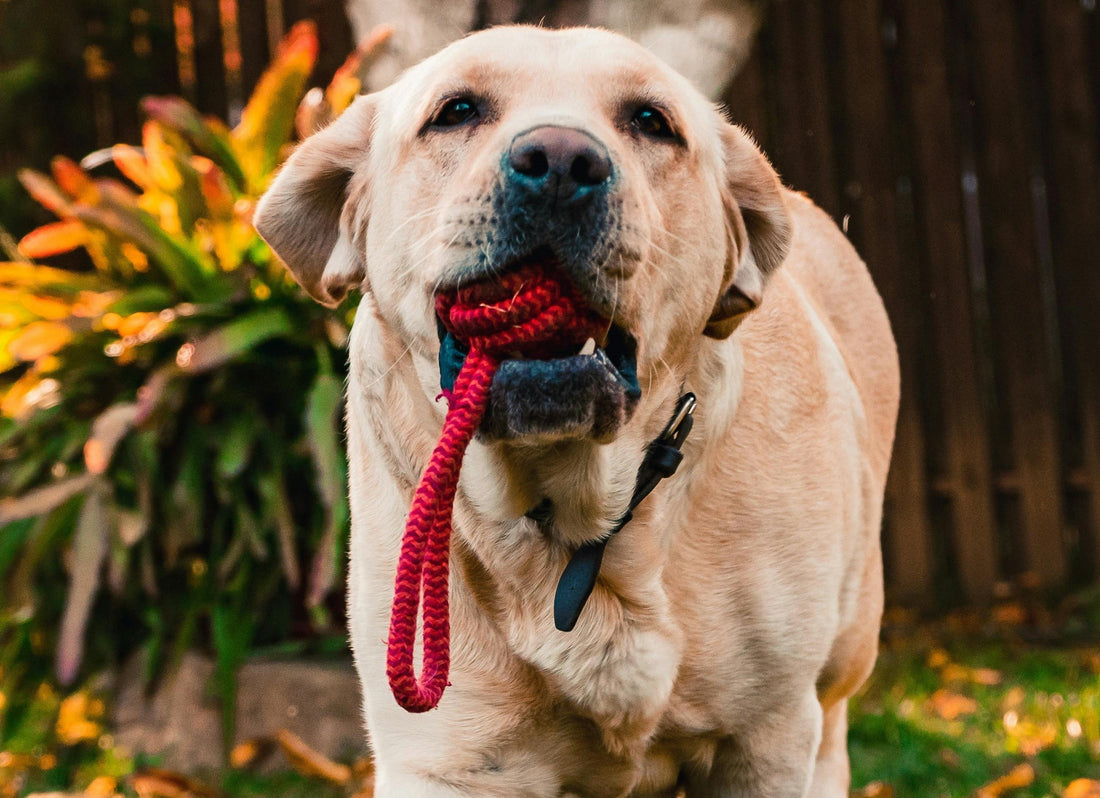 Dog Toys That Help With Anxiety and Stress