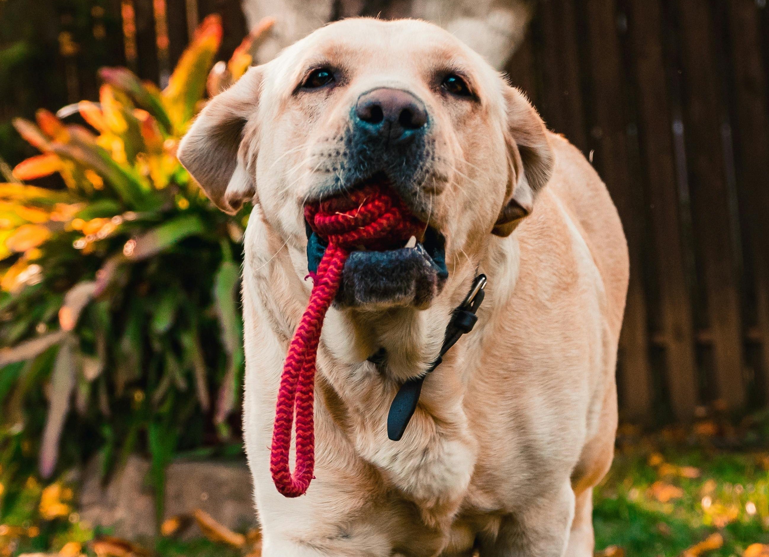 Dog Toys That Help With Anxiety and Stress