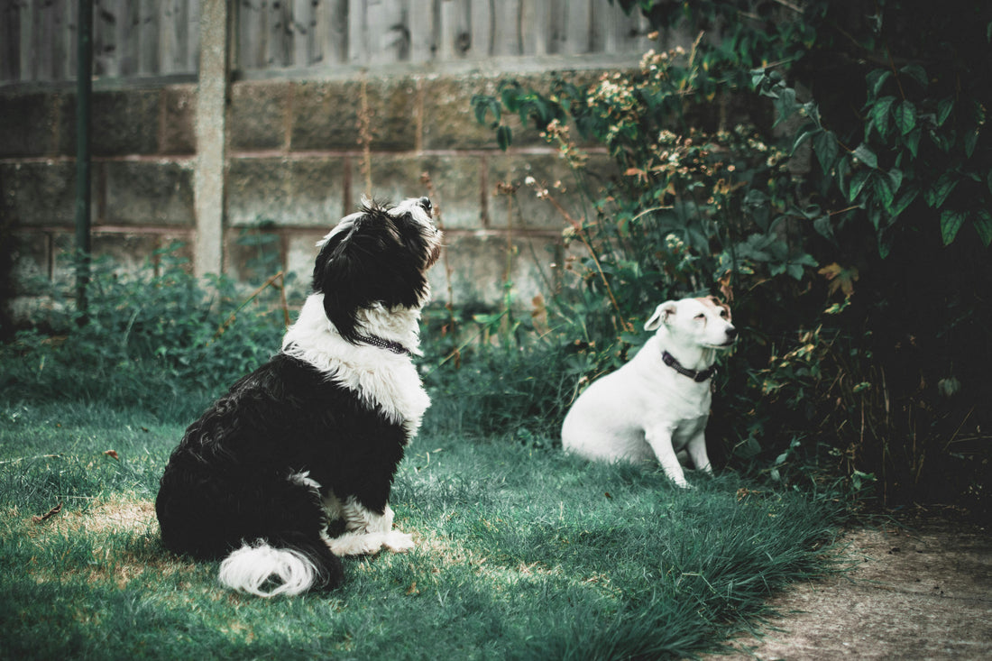 How to Keep Your Dog Busy When You’re Not Home