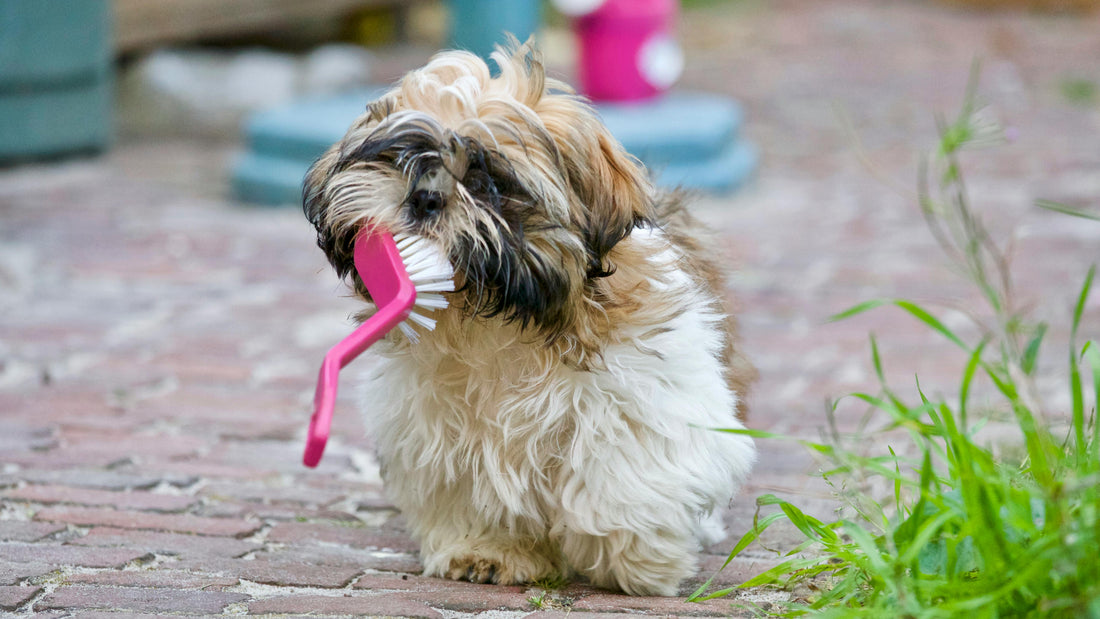 How to Clean Your Dog’s Teeth Without Brushing