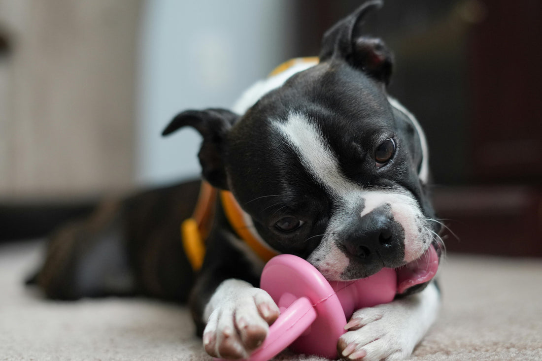 How to Stop Destructive Chewing in Dogs