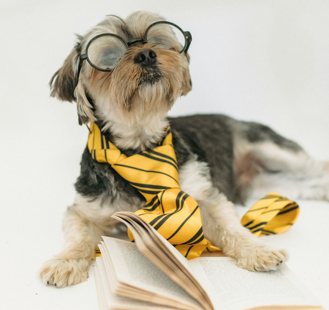 Best Interactive Dog Toys for Smart Dogs